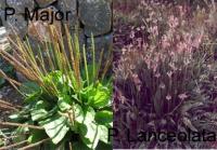 Plantain common-Plantago-major and Ribwort-plantain-Plantago-lanceolata